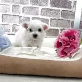 マルチーズ【埼玉県・男の子・2025年10月8日・ホワイト】の写真7