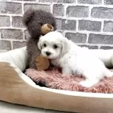 マルチーズ【埼玉県・女の子・2025年9月29日・ホワイト】の写真8