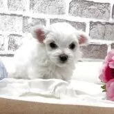 マルチーズ【埼玉県・男の子・2025年10月8日・ホワイト】の写真8