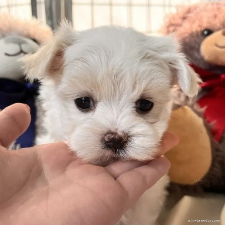 Y.Y 様のお迎えした子犬