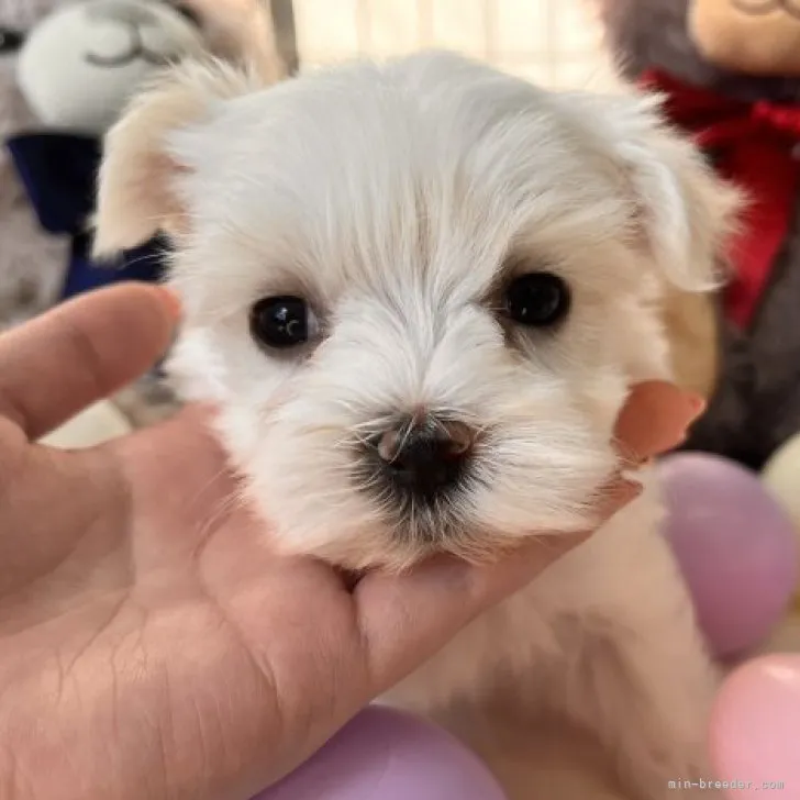 ID:2311-04702の子犬