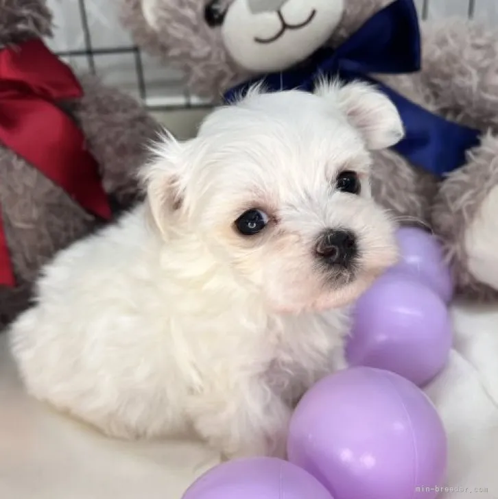 ID：2308-06273の子犬