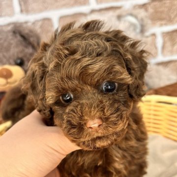 トイプードル(ティーカップ)【埼玉県・女の子・2024年2月23日・ブラウン】の写真「小さな激カワプリンセス♡」