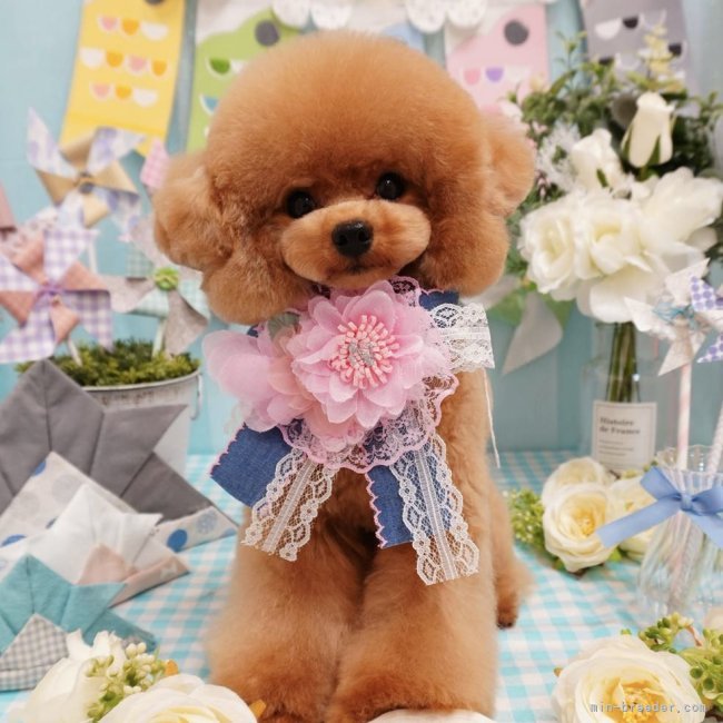 矢田みなみブリーダー