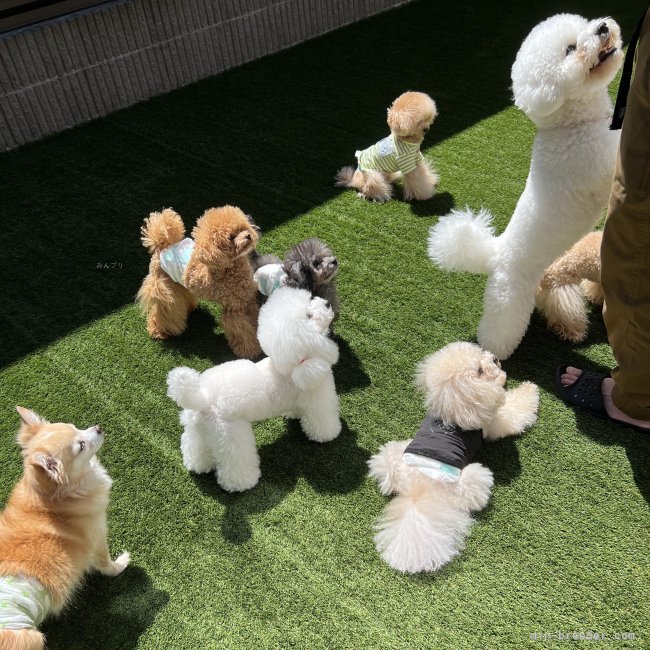 🎀当犬舎ドッグラン毎日元気に遊びます🎀｜矢田　みなみ(やた　みなみ)ブリーダー(静岡県・トイプードルなど・JKC登録)の紹介写真8