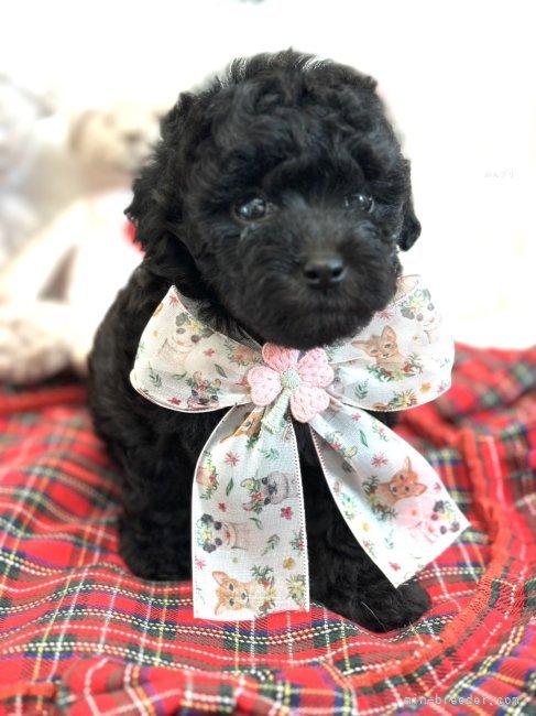 矢田みなみブリーダーのブログ：🐣ルナママベビー🐣