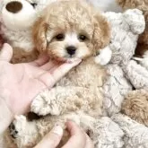 タイニープードル【静岡県・男の子・2025年5月2日・クリームに近いアプリコット】の写真2「ぬいぐるみフェイスで可愛いです🐻」