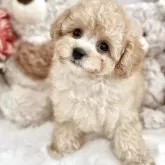 タイニープードル【静岡県・男の子・2025年5月2日・クリームに近いアプリコット】の写真4