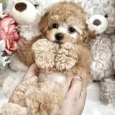 タイニープードル【静岡県・男の子・2025年5月2日・クリームに近いアプリコット】の写真6