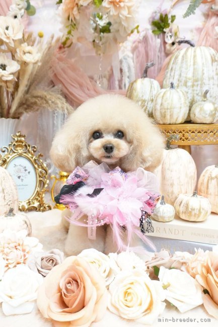 トイプードル【・女の子・2023年4月1日・アプリコット】「エレガントなお顔立ちのパンナちゃん」