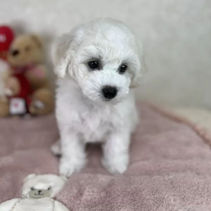 ID：2410-01645の子犬