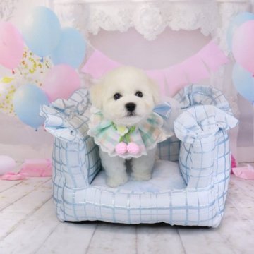 ビションフリーゼ【静岡県・男の子・2023年10月18日・ホワイト】の写真「🐻‍❄️超エリート血統の美男子君🐻‍❄️」