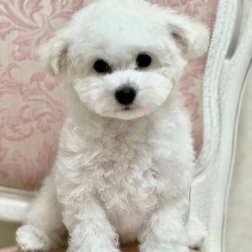 ビションフリーゼ【静岡県・男の子・2024年7月6日・ホワイト】の写真「あま〜いお顔のエネル君💖優等生です✨」