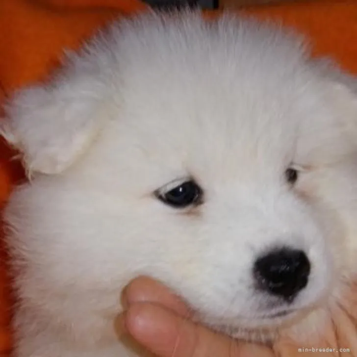 ID：2210-03718の子犬