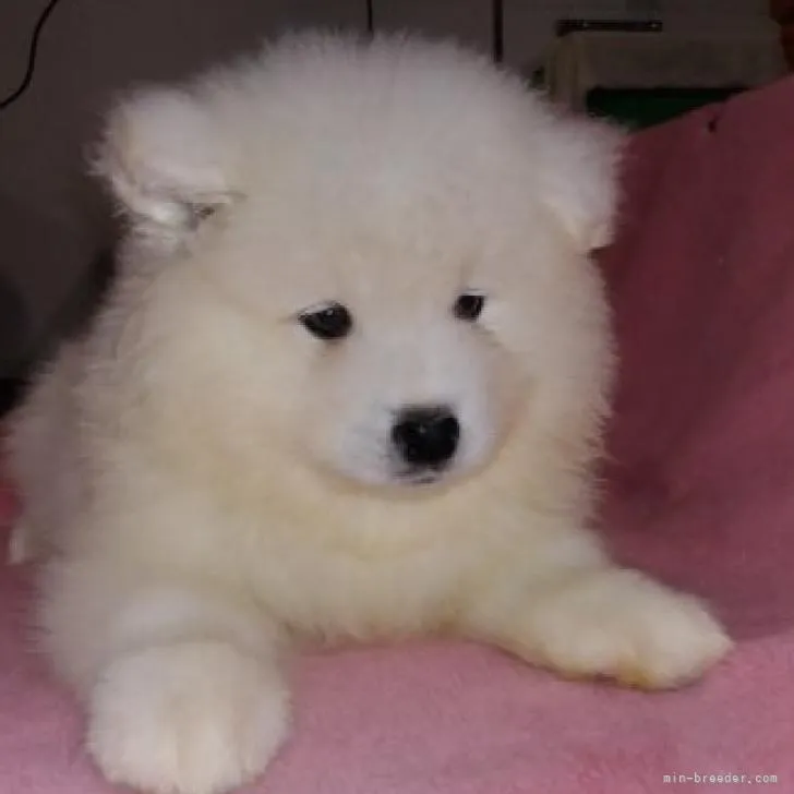 ID：2210-02888の子犬