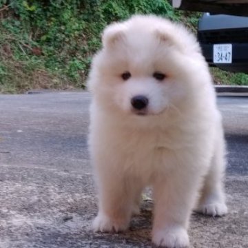 サモエド【静岡県・女の子・2023年9月10日・ホワイト】の写真「ふわもこ」