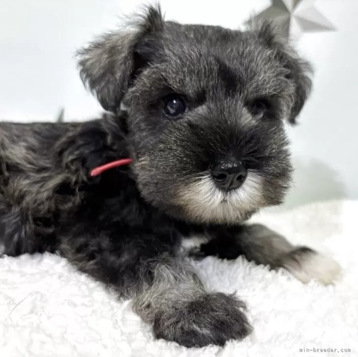 ID:2506-05850の子犬