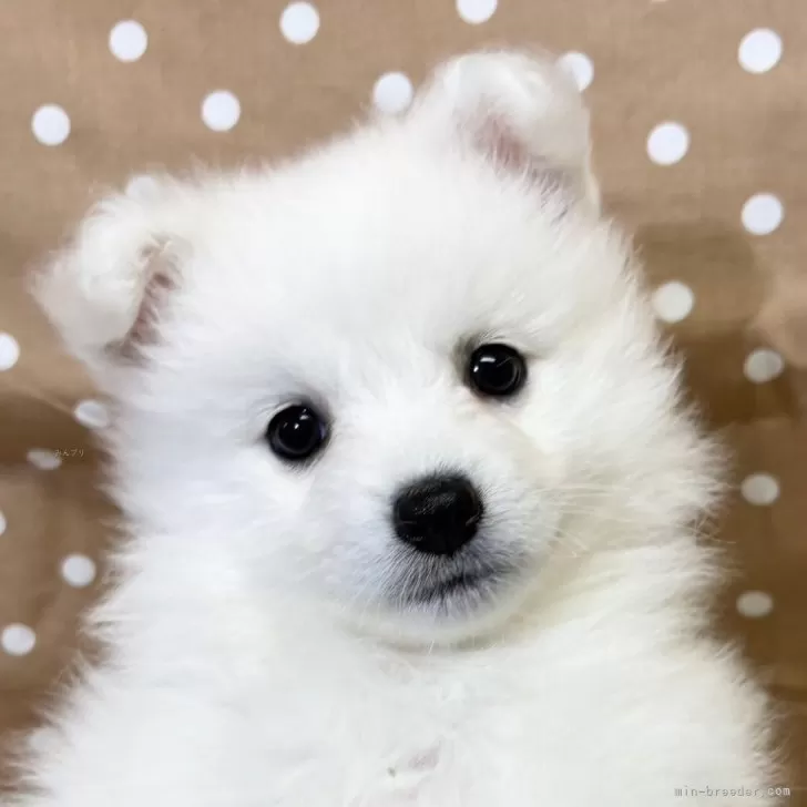 ID:2502-06243の子犬