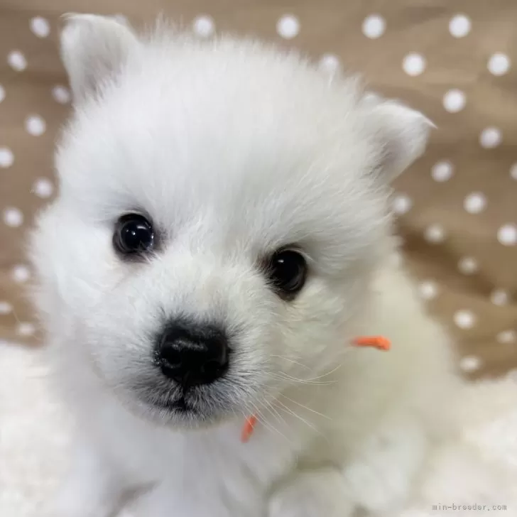 ID：2502-06249の子犬