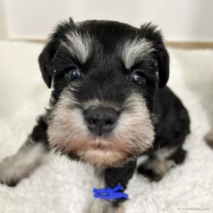 ID:2503-01923の子犬