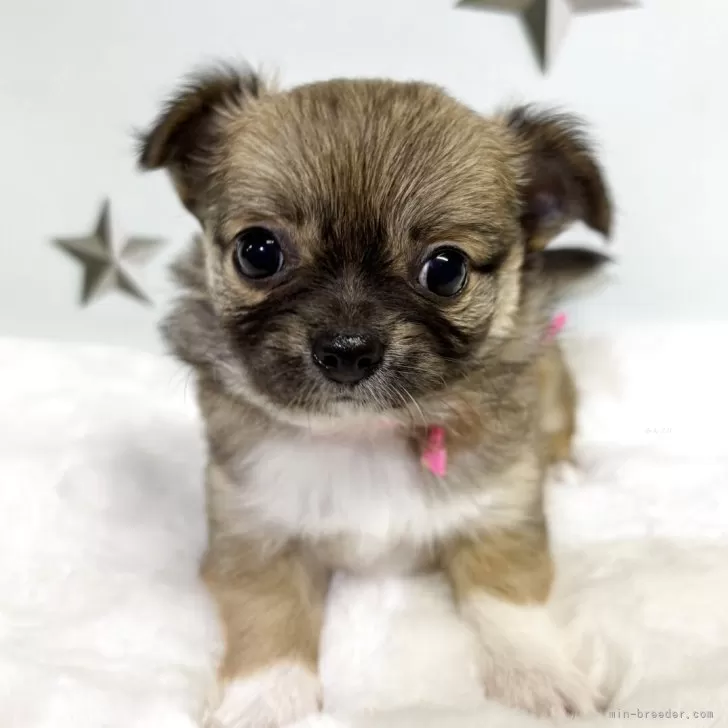 ID：2510-01164の子犬