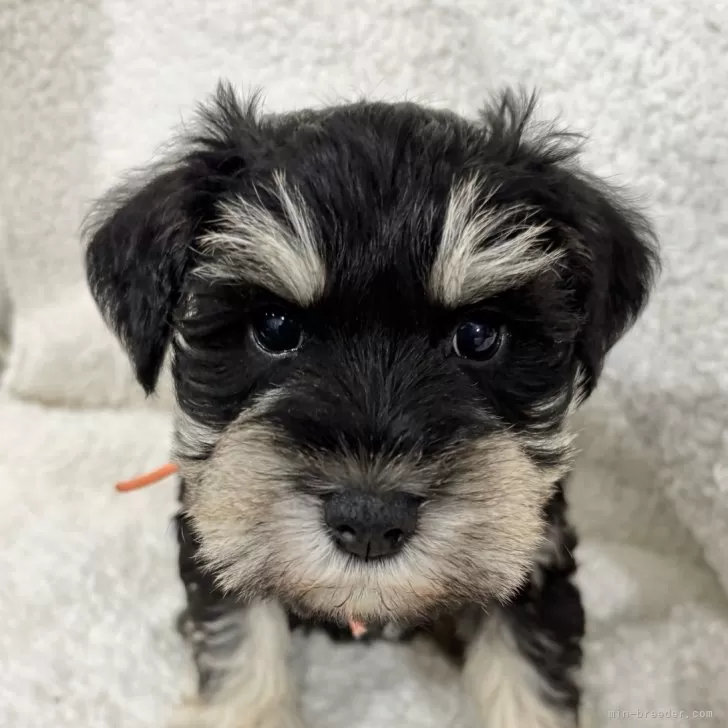 ID：2503-01921の子犬