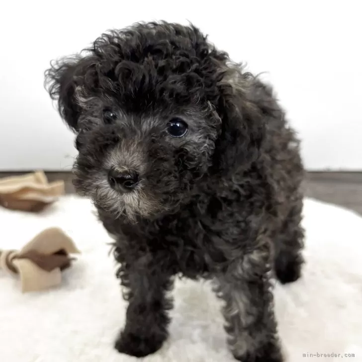 ID：2508-05071の子犬