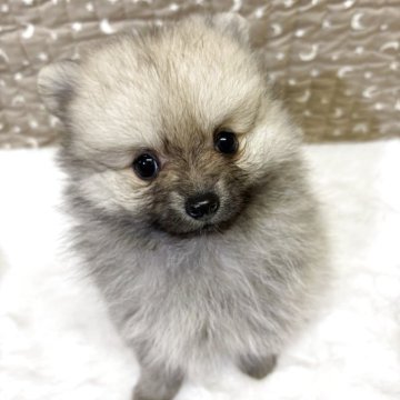 ポメラニアン【千葉県・女の子・2025年9月12日・オレンジ】の写真「ポメラニアンの女の子⭐︎見学可」