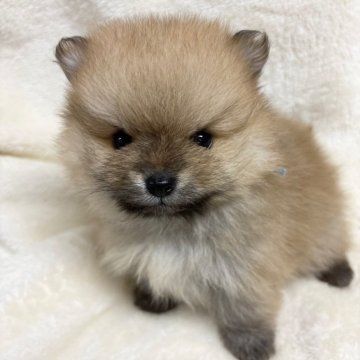 ポメラニアン【千葉県・男の子・2025年1月29日・オレンジ】の写真「ポメラニアンの男の子」