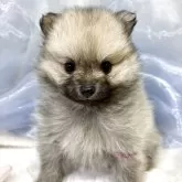 ポメラニアン