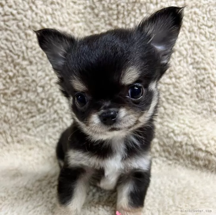 ID：2405-00775の子犬