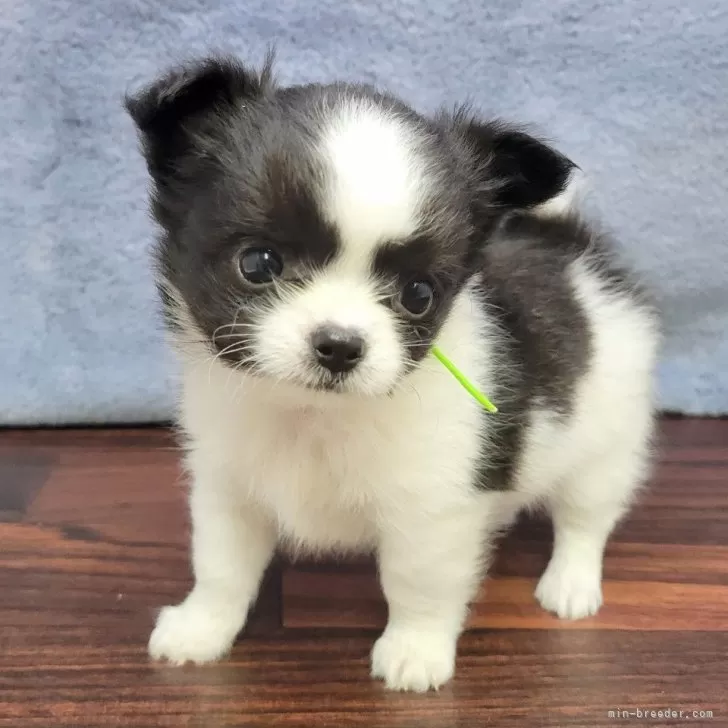 ID：2407-07324の子犬
