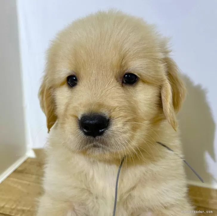 ID:2406-04622の子犬