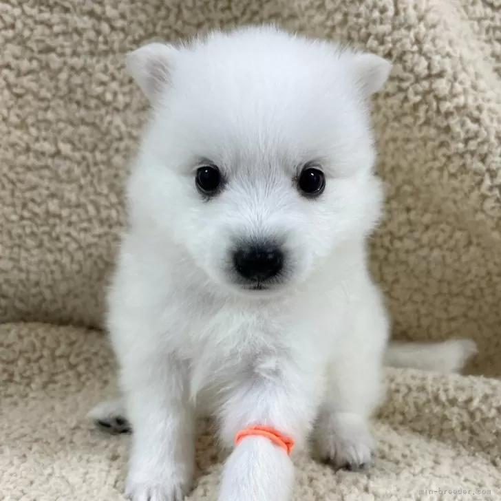 やまぐち 様のお迎えした子犬