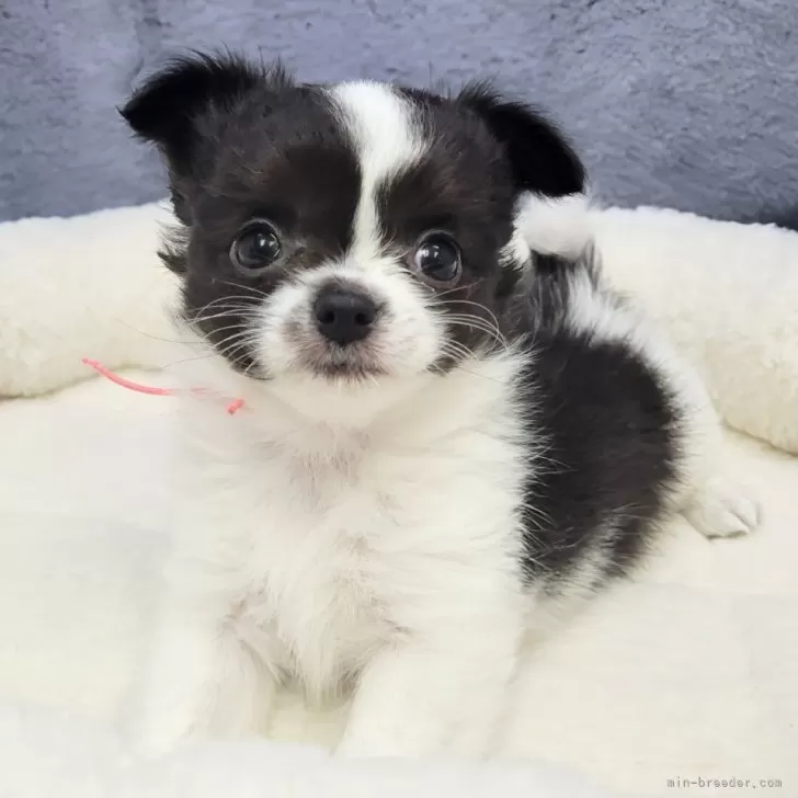 ID：2407-03279の子犬