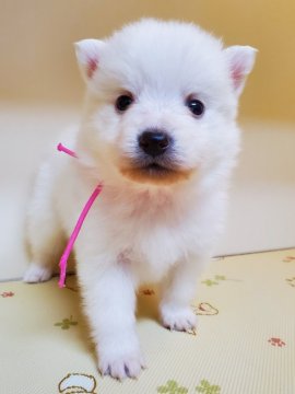 日本スピッツ【千葉県・女の子・2020年12月10日・ホワイト】の写真「小柄な親たちから産まれました！」