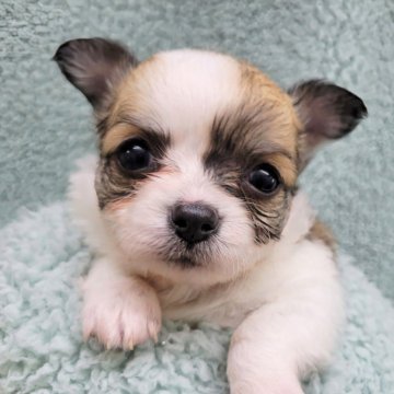 チワワ(ロング)【千葉県・女の子・2024年8月3日・パーティー】の写真「チワワの女の子☆見学ご予約受付中」