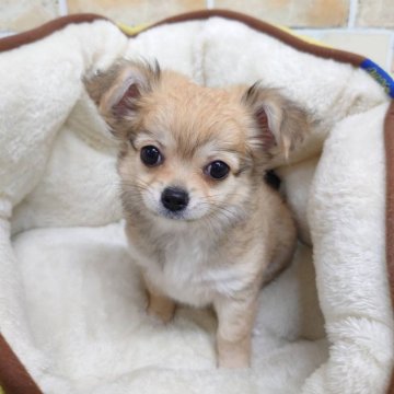 チワワ(ロング)【千葉県・女の子・2024年8月3日・レッド&ホワイト】の写真「チワワの女の子☆見学ご予約受付中」