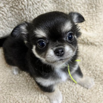 チワワ(ロング)【千葉県・女の子・2024年3月13日・ブラックタン&ホワイト】の写真「チワワの女の子☆見学ご予約受付中」