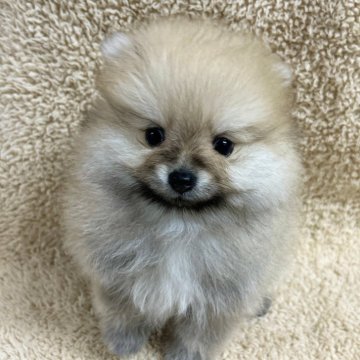 ポメラニアン【千葉県・男の子・2024年3月30日・オレンジ】の写真「ポメラニアンの男の子」