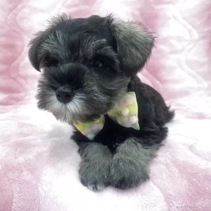 moon 様のお迎えした子犬