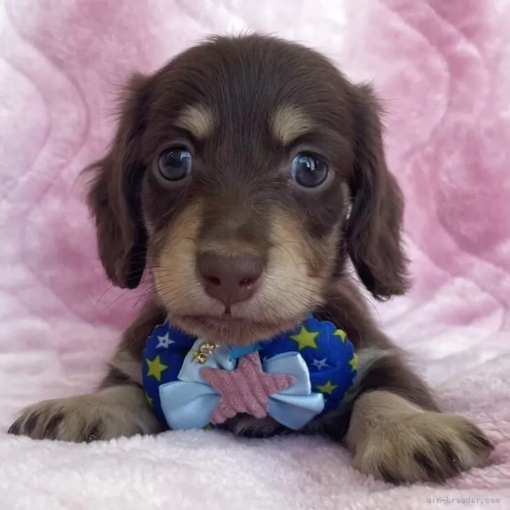 ID：2507-09324の子犬