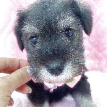 ミニチュアシュナウザー【福岡県・女の子・2025年3月16日・ソルト&ペッパー】の写真「動画あり🎥パパ遺伝子検査3項目クリア」