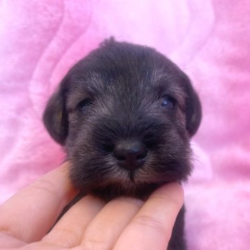 ミニチュアシュナウザー【福岡県・女の子・2025年10月7日・ソルト&ペッパー】の写真「早期ご予約受付中‼️断尾済」