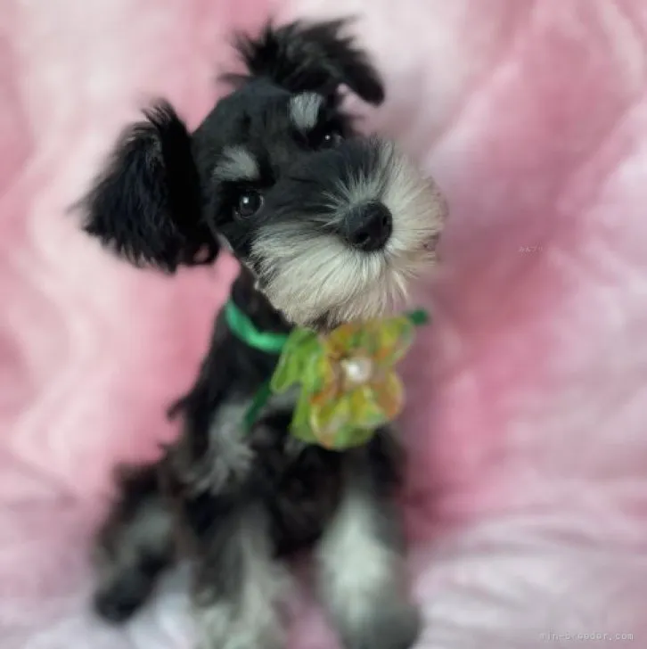 ID:2310-06307の子犬