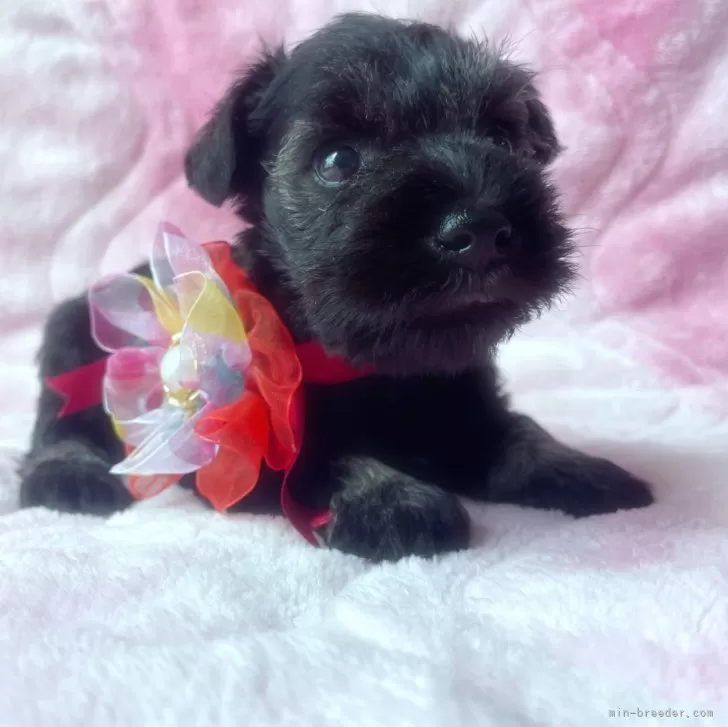 ID:2409-02272の子犬