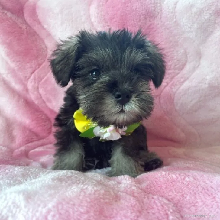 ID：2309-01909の子犬