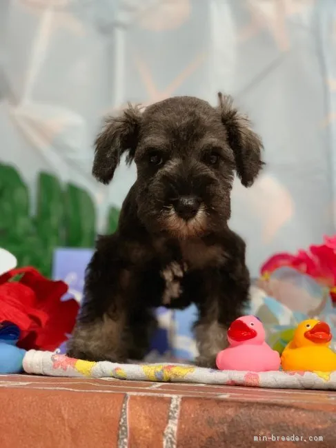 ID:1905-02166の子犬