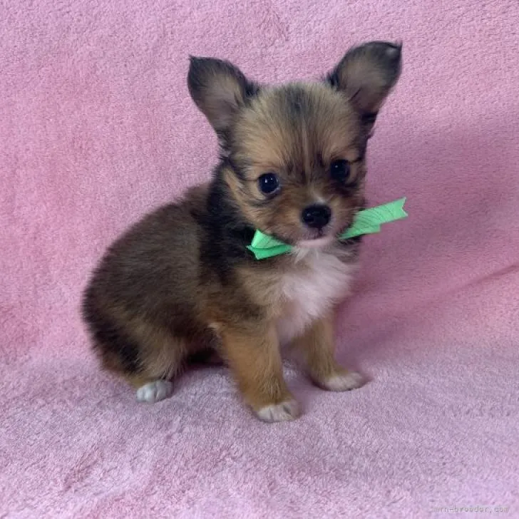 ID:2207-04955の子犬