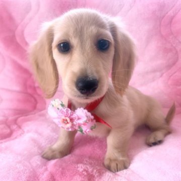 ミニチュアダックスフンド(ロング)【福岡県・女の子・2023年6月9日・イエロー】の写真「美人さん🐾綺麗なイエロー」